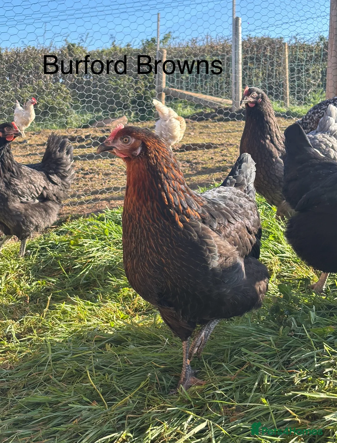Chickens poultry for sale: Point of Lay Hybrids For Sale! - Advert 1