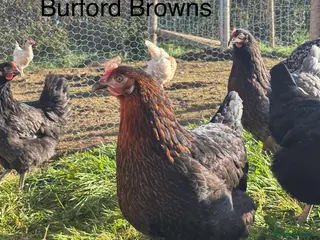 Chickens poultry for sale: Point of Lay Hybrids For Sale! - Advert 1
