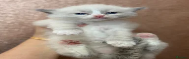 Ragdoll 1