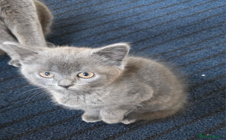 Mixed Breed cats - Advert 6