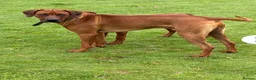 Rhodesian Ridgeback dogs for sale: Rhodesian Ridgeback puppies, health tested kc reg - Advert 24