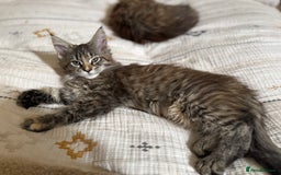 Maine Coon cats for sale: Pedigree Maine Coon Kittens - TICA Registered  - Image 14