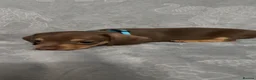 Miniature Dachshund dogs for sale: Miniature Dachshund Puppies - Advert 15