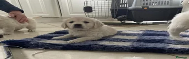 Golden Retriever Puppy 1