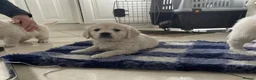 Golden Retriever dogs for sale: Golden retriever puppies - Advert 3