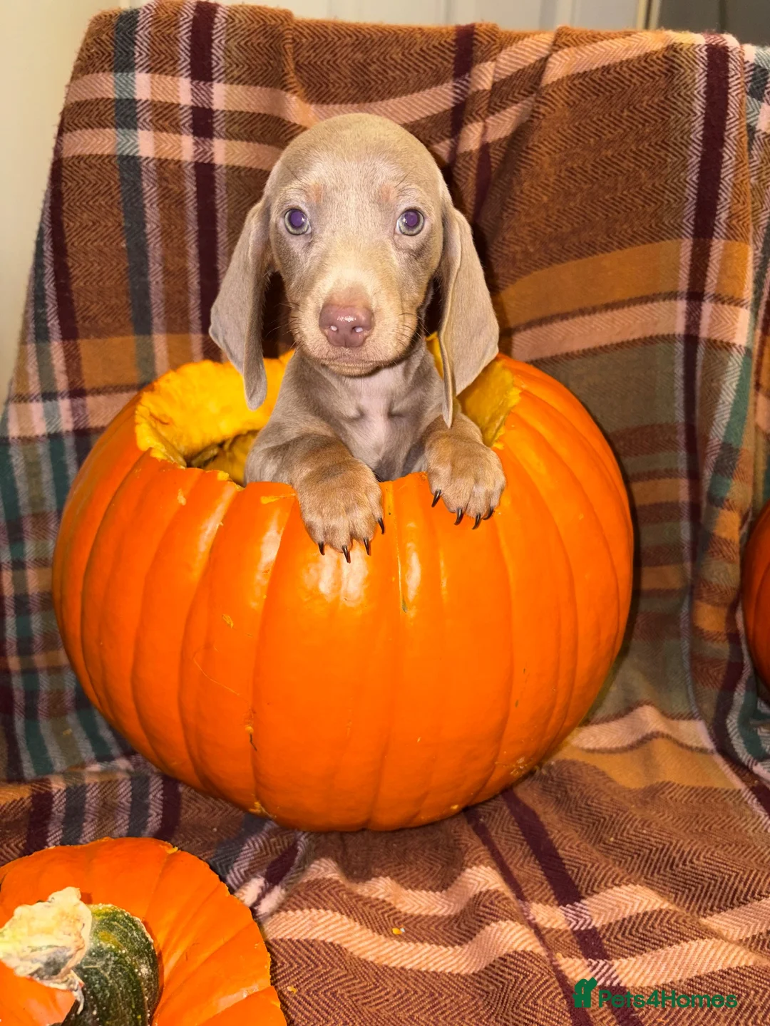 Miniature Dachshund dogs for sale: Dachshund Puppies - Advert 2