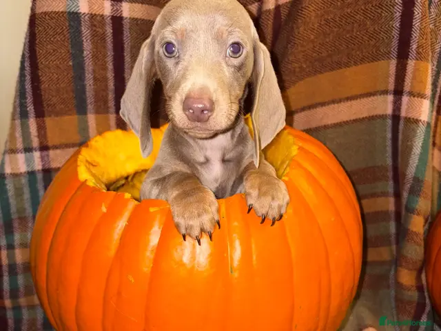 Miniature Dachshund dogs for sale: Dachshund Puppies - Advert 20