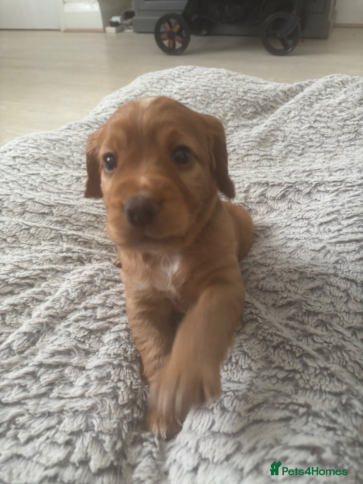 Cocker Spaniel dogs Beautiful KC Reg. Working Cocker Spaniels  - Advert 1