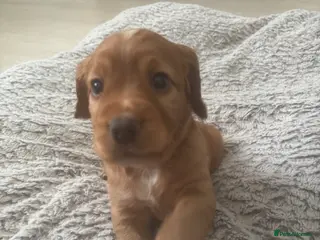 Cocker Spaniel dogs Beautiful KC Reg. Working Cocker Spaniels - Advert 1