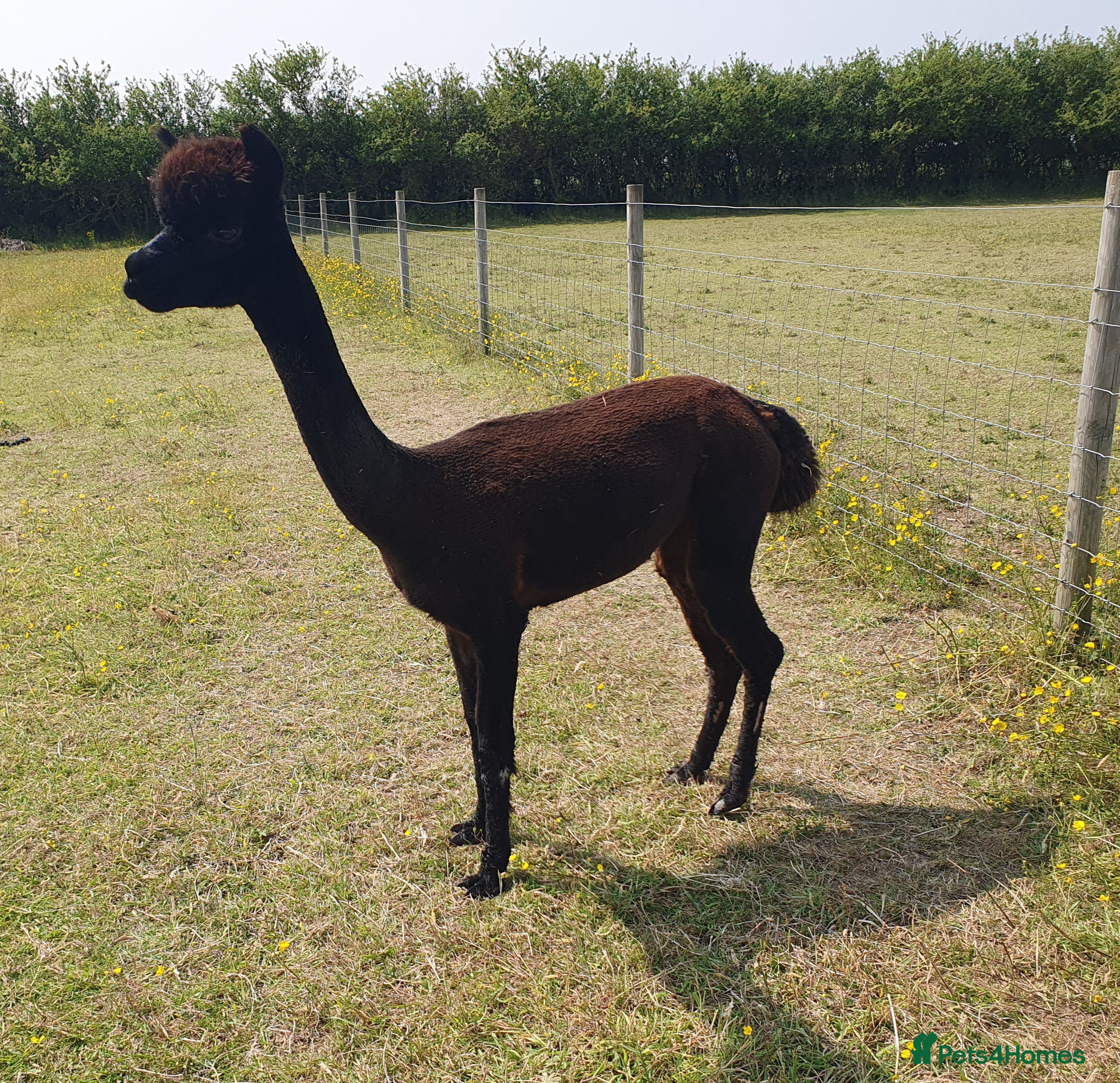 Alpaca livestock Selection of Alpacas for Sale - Advert 18