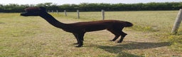 Alpaca livestock for sale: Selection of Alpacas for Sale - Advert 1