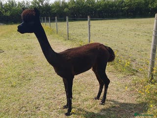 Alpaca livestock Selection of Alpacas for Sale - Advert 13