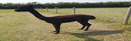Alpaca livestock for sale: Selection of Alpacas for Sale - Advert 1