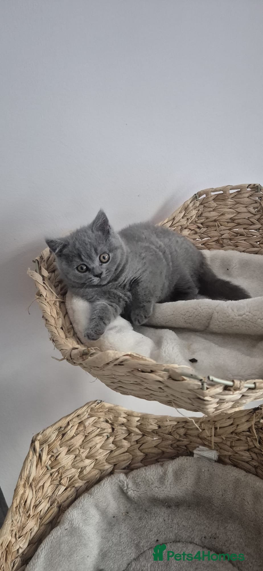British Shorthair cats Gorgeous little boy for sale  - Advert 7