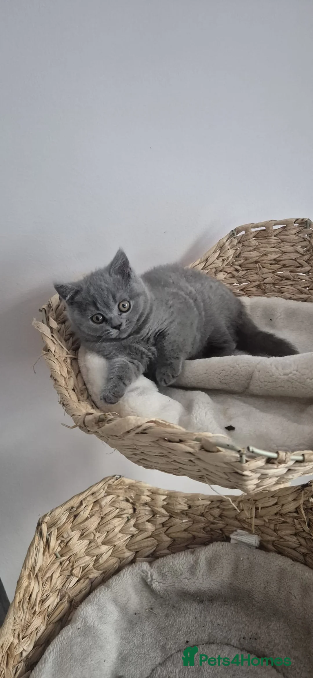 British Shorthair cats for sale: Gorgeous little boy for sale  - Advert 1