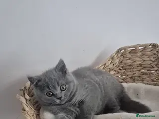 British Shorthair cats Gorgeous little boy for sale - Advert 1
