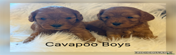 Cavapoo dogs for sale: Gorgeous F1 Cavapoo’s  - Advert 1