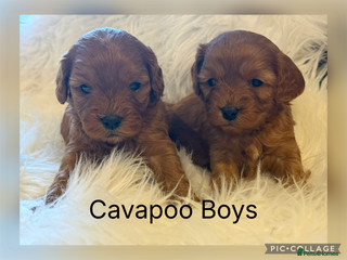 Cavapoo dogs Gorgeous F1 Cavapoo’s - Advert 2