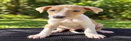 Saluki dogs for sale: 🐾 SALUKI × GREYHOUND PUPPIES - Advert 7