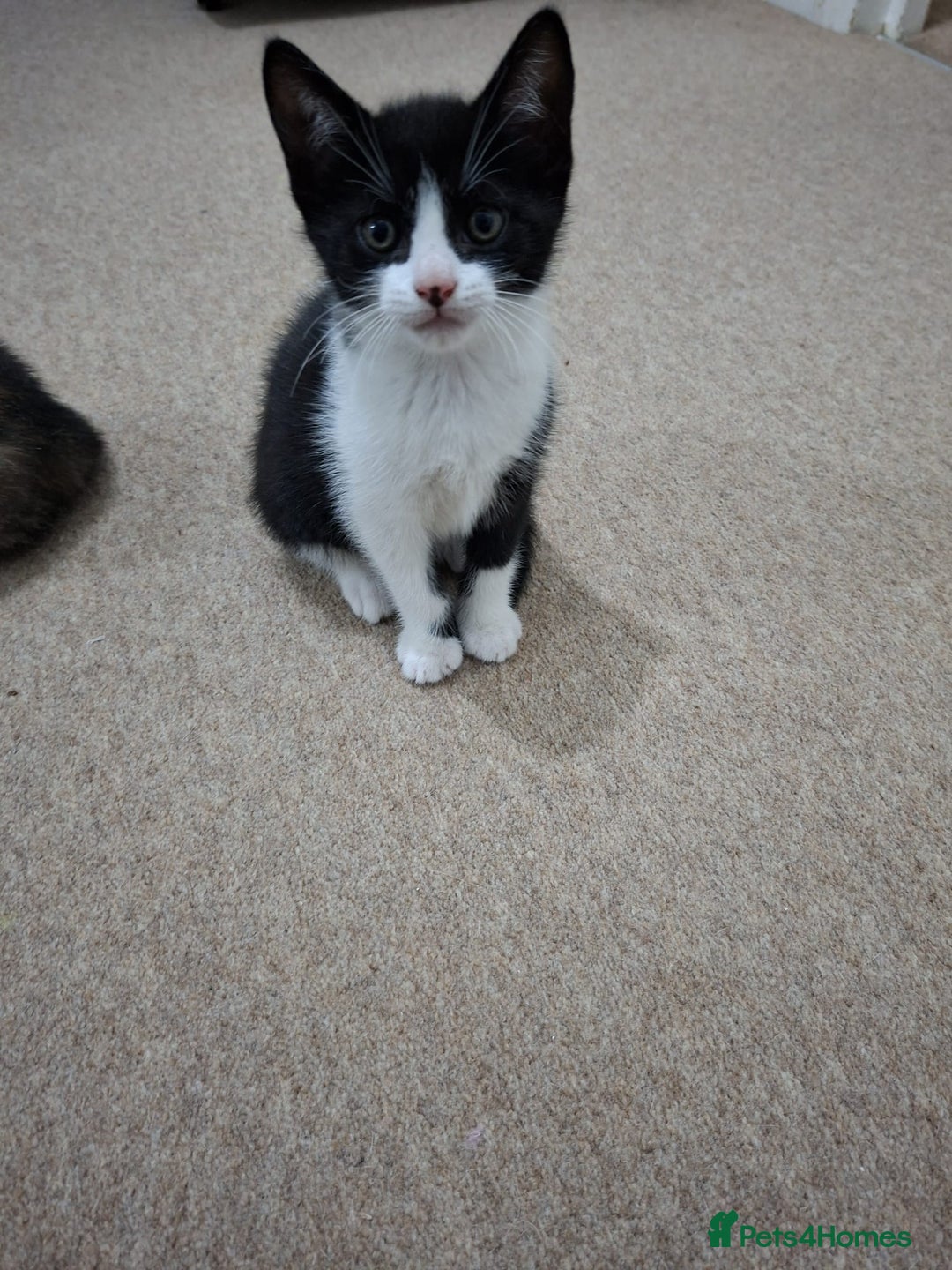 British Shorthair cats for sale: Kitten for sale . - Image 1