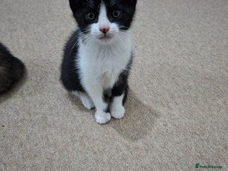 British Shorthair cats - Advert 6