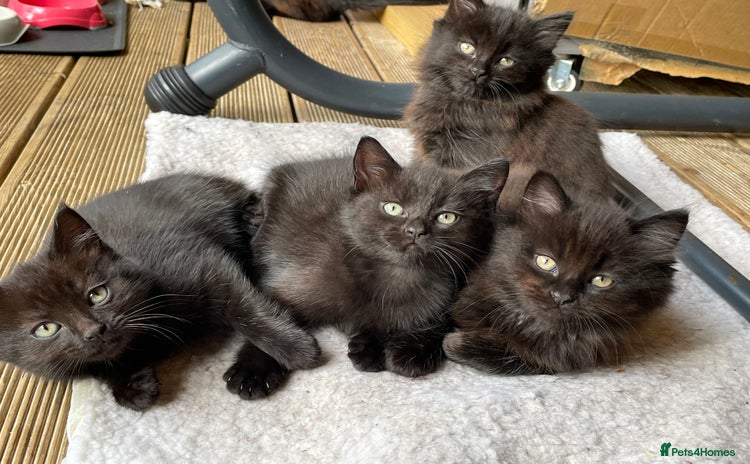Mixed Breed cats 3 beautiful Female kittens READY NOW! 😍 - Advert 2