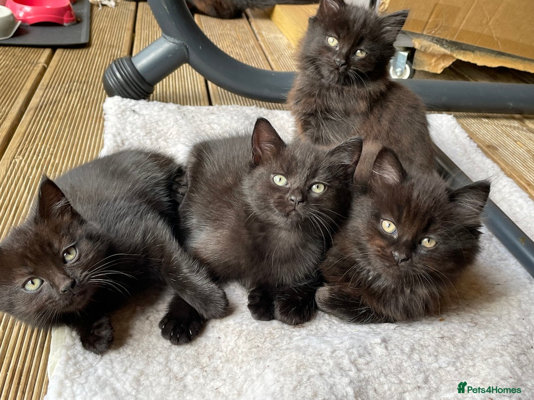 Mixed Breed cats for sale: 4 beautiful mixed breed kittene - Image 7