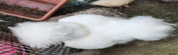 Chickens poultry for sale: USA silkie chicks/ hatching eggs CPQ quails - Advert 31