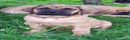 Mastiff dogs for sale: LAST BOY !! Mastiff puppies  - Advert 12