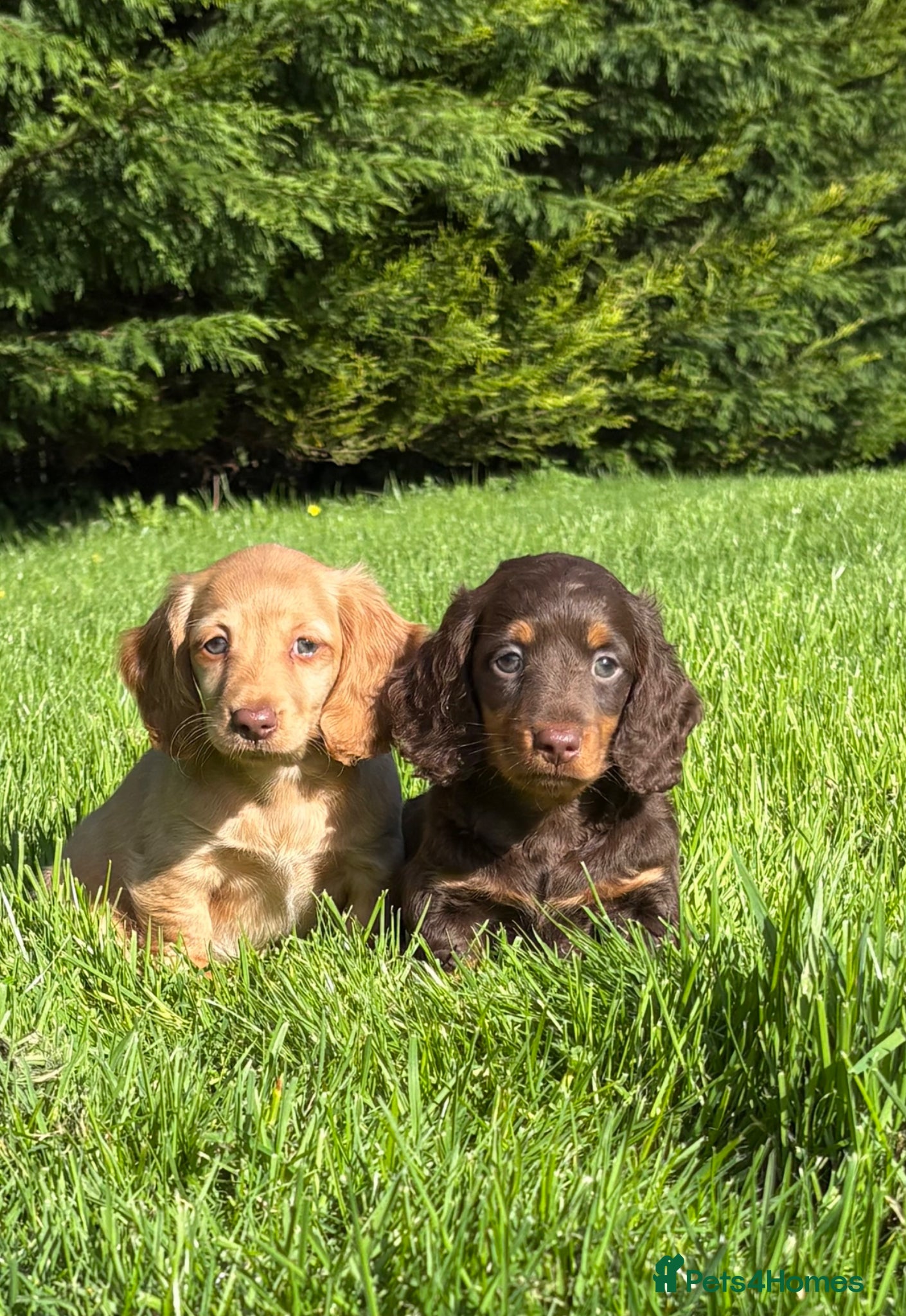 Dachshund dogs Adorable long haired miniature dachshund puppies  - Advert 2