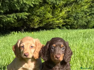 Dachshund dogs Adorable long haired miniature dachshund puppies - Advert 2