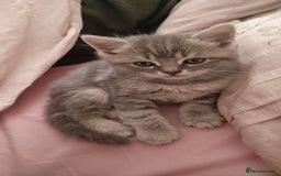 British Shorthair cats for sale: 4 beautiful British Shorthair kittens for sale - Image 13
