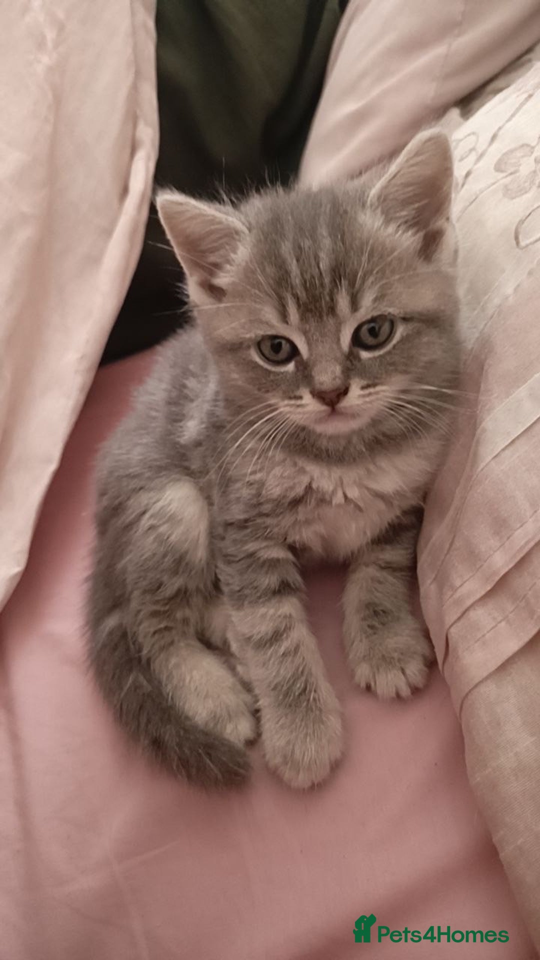 British Shorthair cats for sale: 4 beautiful British Shorthair kittens for sale - Image 13
