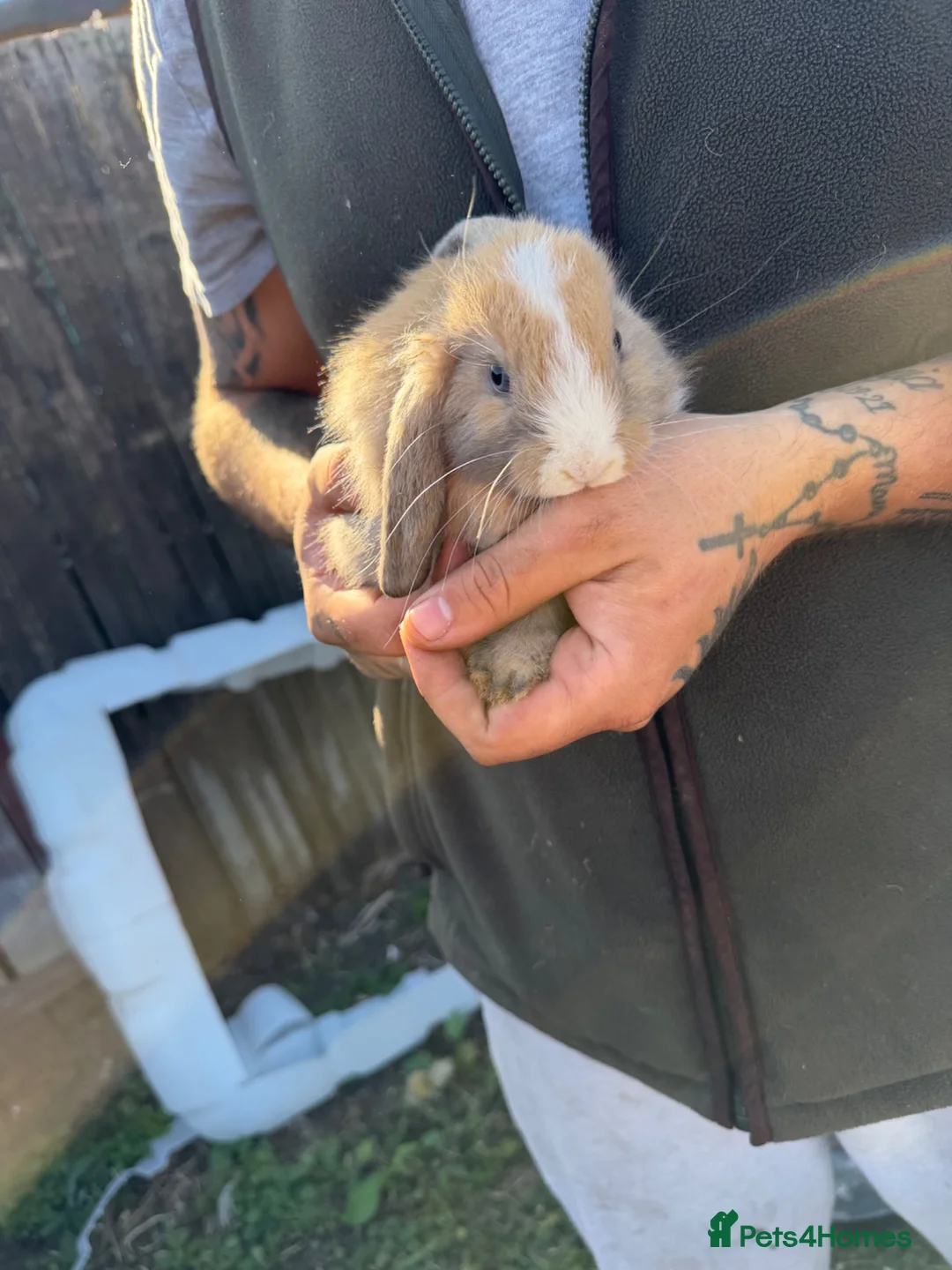 Mixed Breed rabbits for sale: Rabbits in Sunderland - Advert 22