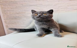 British Shorthair cats for sale: British Shorthair - Image 13