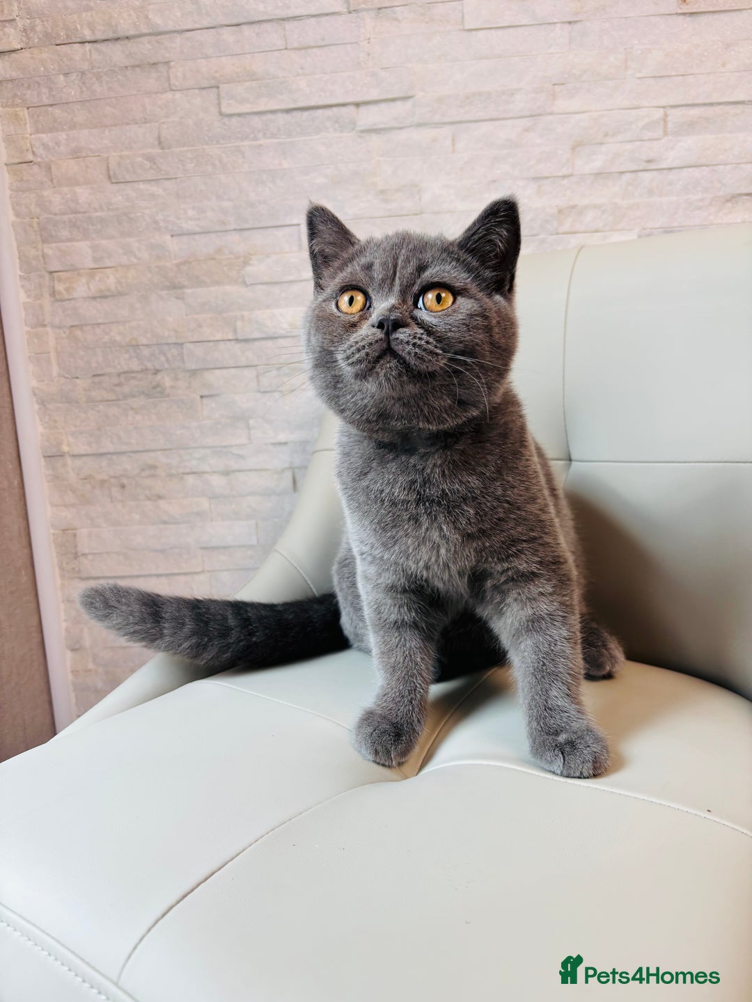British Shorthair cats for sale: British Shorthair - Image 13