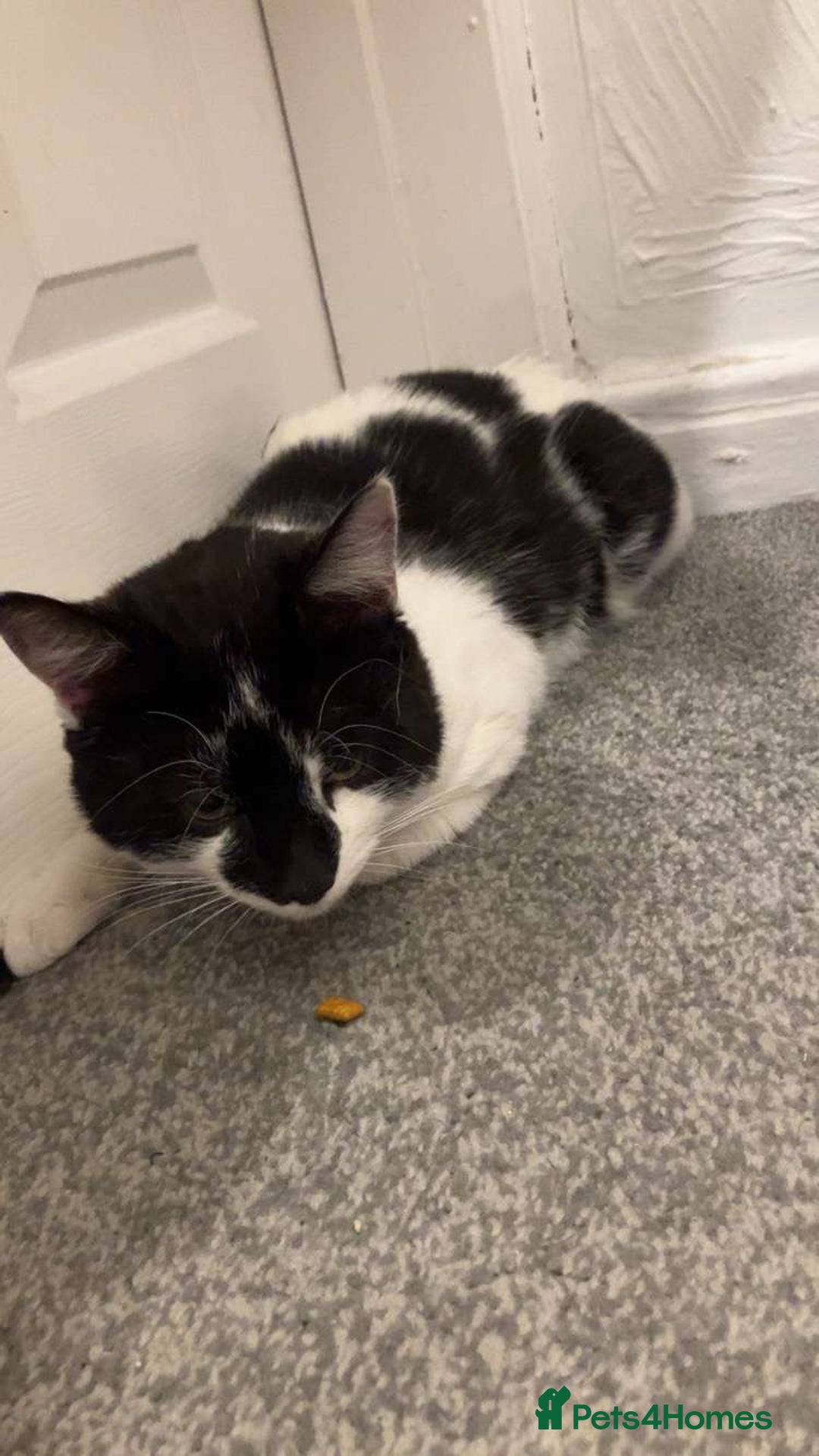 Mixed Breed cats for sale: Male Cat - Image 1