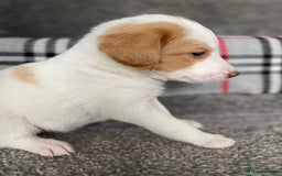 Mixed Breed dogs for sale: Cocker collie cross  - Image 5