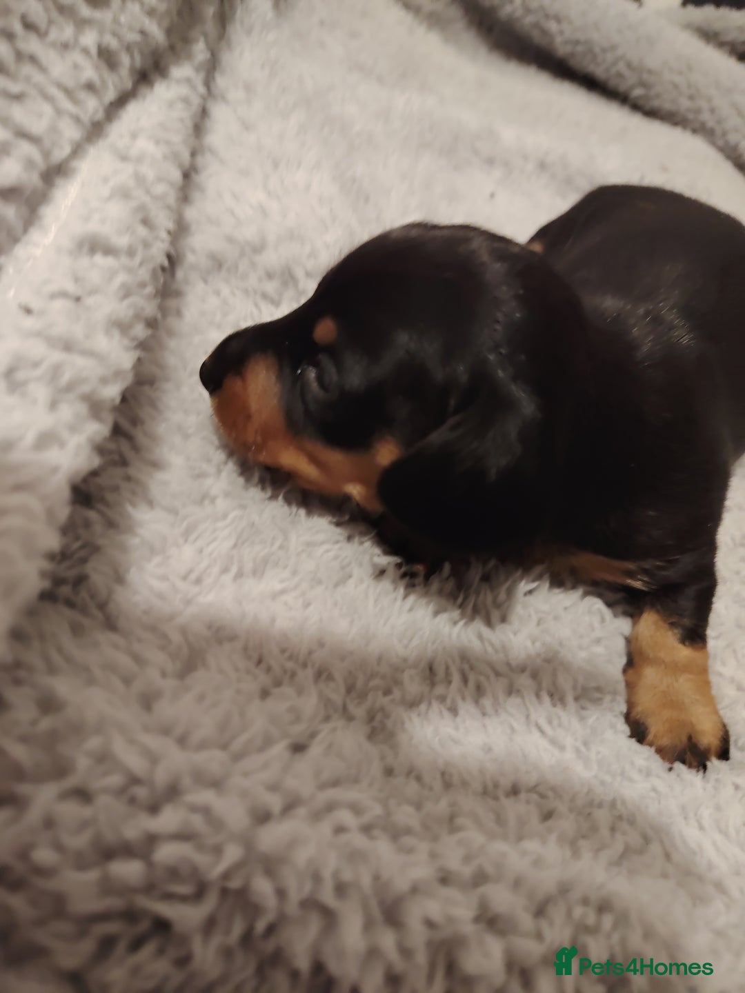 Miniature Dachshund dogs for sale: Mini dachshund - Advert 10