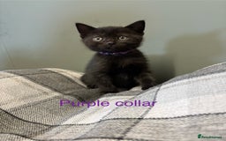 British Shorthair cats for sale: Half British blue short hair  - Image 6