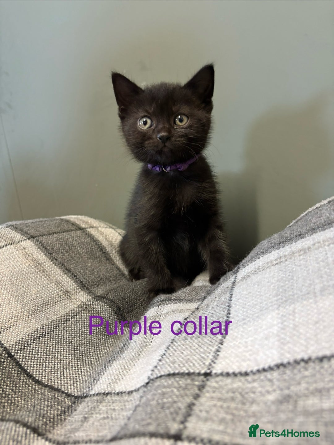 British Shorthair cats for sale: Half British blue short hair  - Image 6