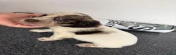 Cocker Spaniel dogs for sale: Cockerspaniel puppies  - Advert 11