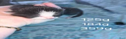 Mixed Breed cats for sale: Kittens looking for their forever homes - Advert 2