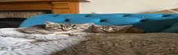 Mixed Breed cats for sale: 8 kittens for sale in Castle Douglas - Advert 10