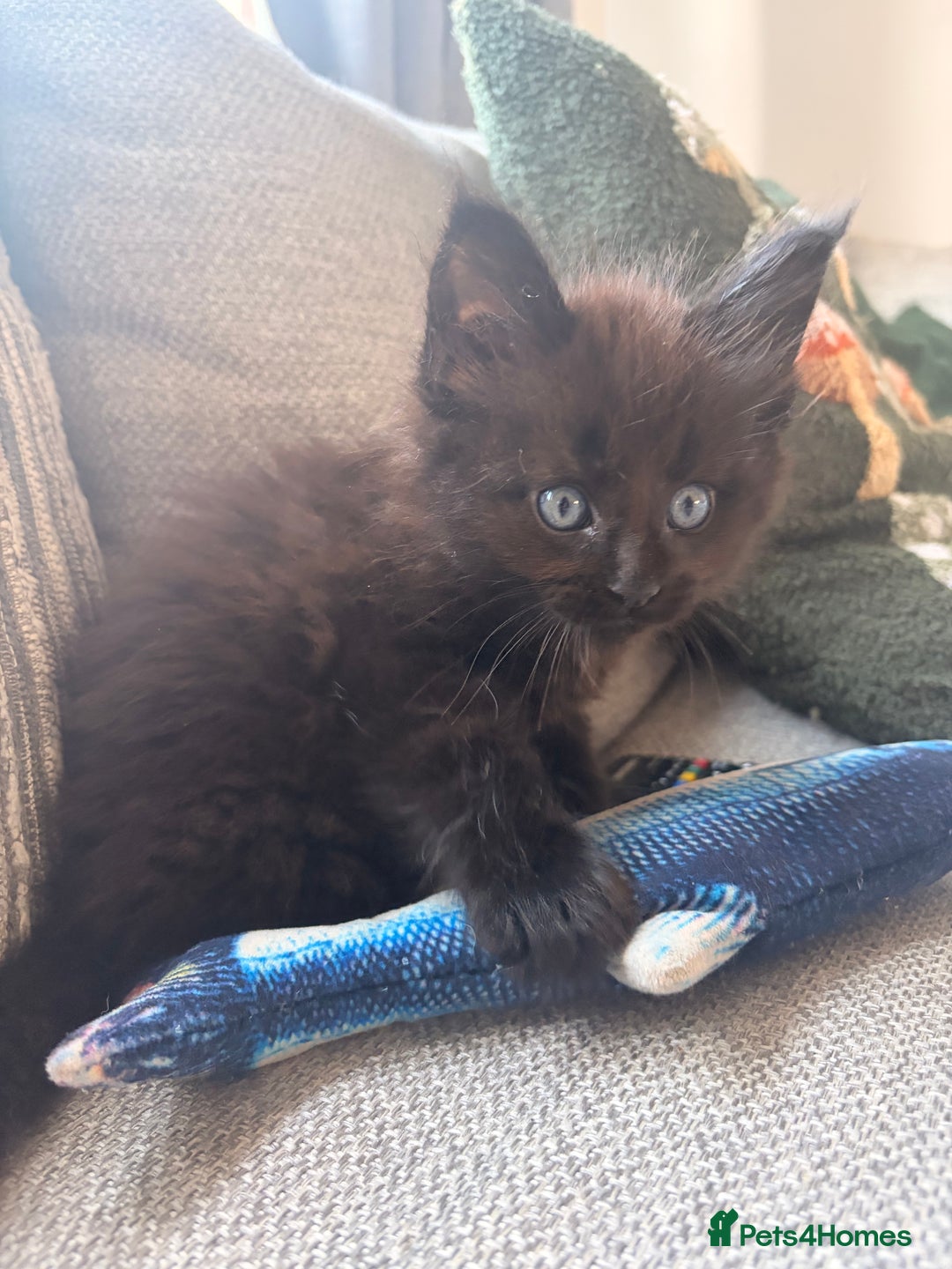 Maine Coon cats for sale: Halloween babies 🎃🐈‍⬛ 2 girls left - Advert 10