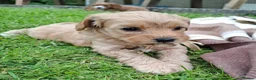 Cavachon dogs for sale: Stunning Cavapoochon puppies, Family raised.  in Carmarthen - Advert 4