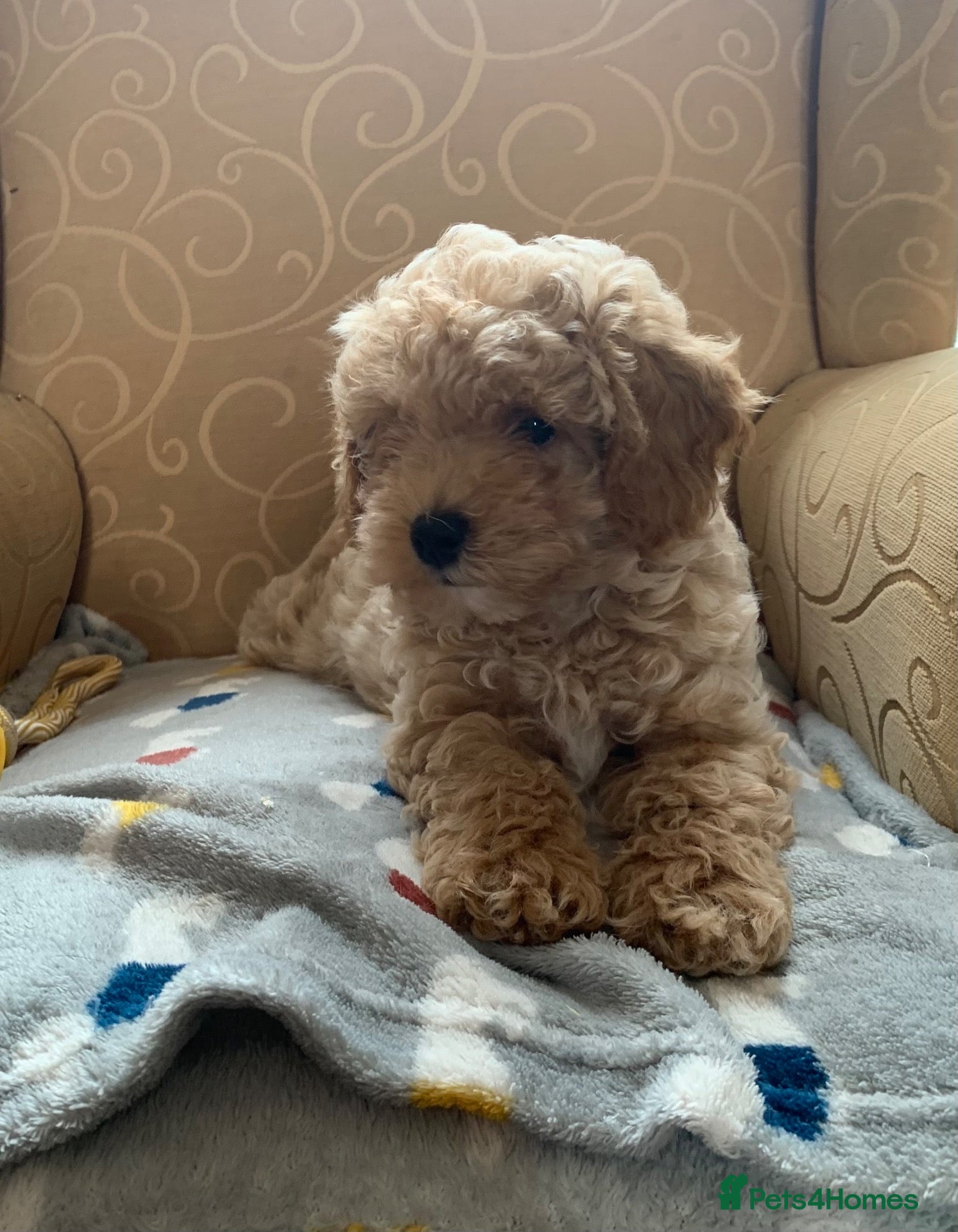 Poochon dogs Outstanding Poochon puppies  - Advert 1