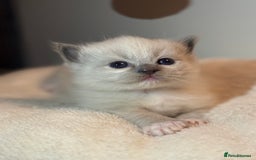 Ragdoll cats for sale: Beautiful Ragdoll kittens - Image 23