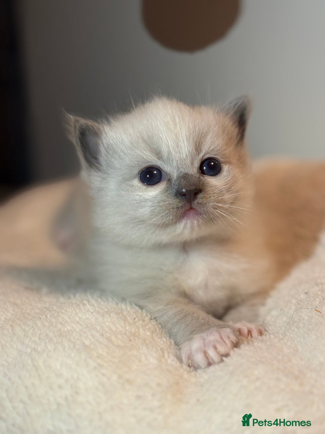 Ragdoll cats for sale: Beautiful Ragdoll kittens - Image 23