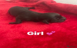 Mixed Breed dogs for sale: Cocker spaniel x  - Image 2